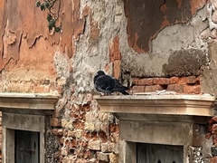 Columba livia domestica