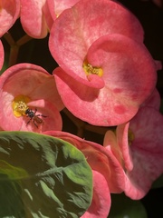 Trigona fulviventris