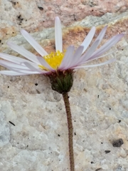Felicia aculeata
