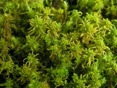 Sphagnum subsecundum