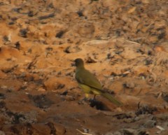Chlorocichla flaviventris flaviventris