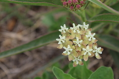Asclepias mellodora
