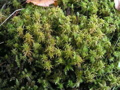 Sphagnum subsecundum