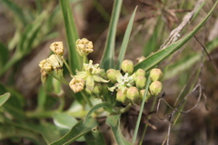 Asclepias mellodora