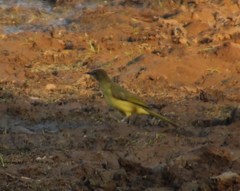 Chlorocichla flaviventris flaviventris
