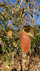 Viburnum × rhytidophylloides