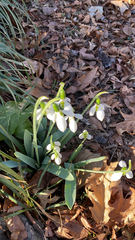 Galanthus elwesii