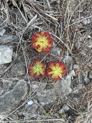 Drosera xerophila