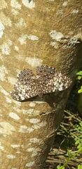 Hamadryas fornax