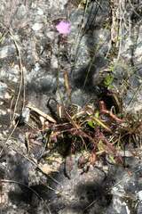Drosera capensis