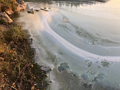 Anabaena planctonica