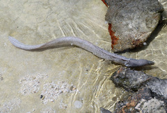 Gymnothorax pictus
