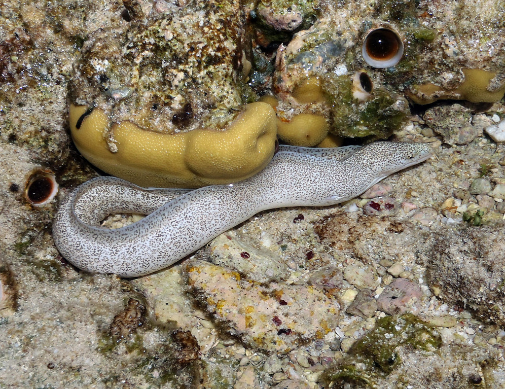 Painted Moray