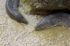 Gymnothorax pictus