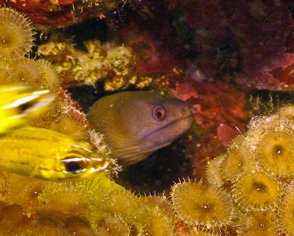 Pinda Moray