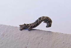 Phigalia denticulata