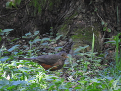 Turdus rufiventris