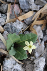Jaborosa runcinata