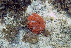 Phlyctenactis tuberculosa