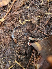 Plethodon serratus