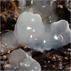 Myxarium nucleatum