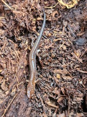 Plethodon serratus