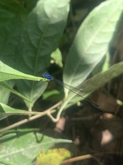 Prodasineura collaris