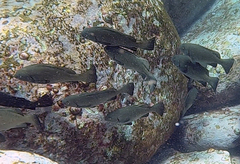 Girella elevata