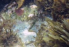 Halichoeres margaritaceus