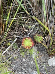 Drosera xerophila