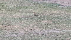 Buteogallus meridionalis