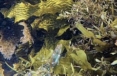 Halichoeres margaritaceus