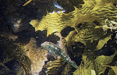 Halichoeres margaritaceus