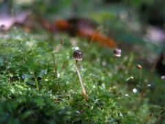 Mycena picta