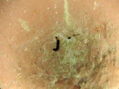 Apistosia judas
