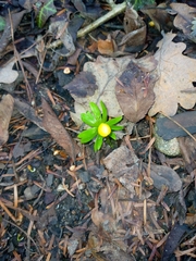 Eranthis hyemalis