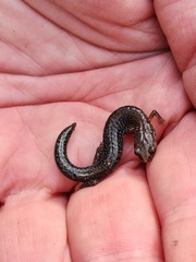 Plethodon serratus