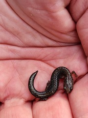 Plethodon serratus