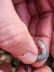 Plethodon serratus