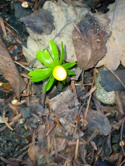 Eranthis hyemalis