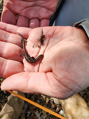Plethodon serratus