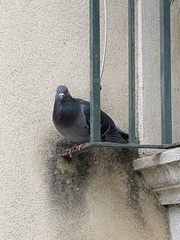Columba livia domestica