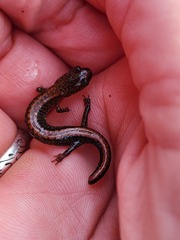 Plethodon serratus