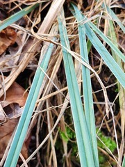 Carex latebracteata