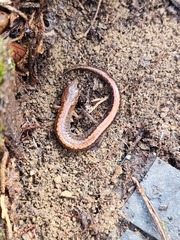 Plethodon serratus