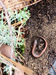 Plethodon serratus