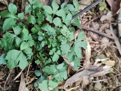 Artemisia lactiflora