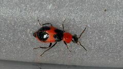 Dicranolaius cinctus