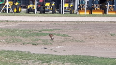 Buteogallus meridionalis