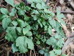Artemisia lactiflora